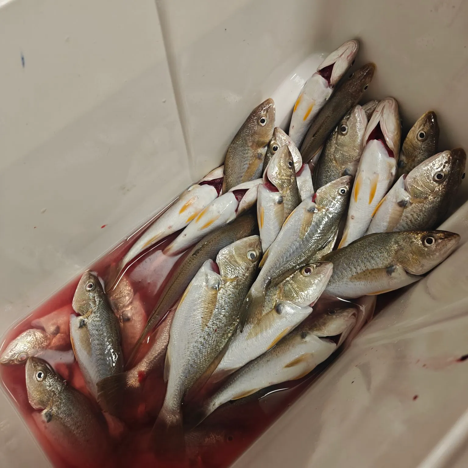 Atlantic croaker caught on Fishbrain