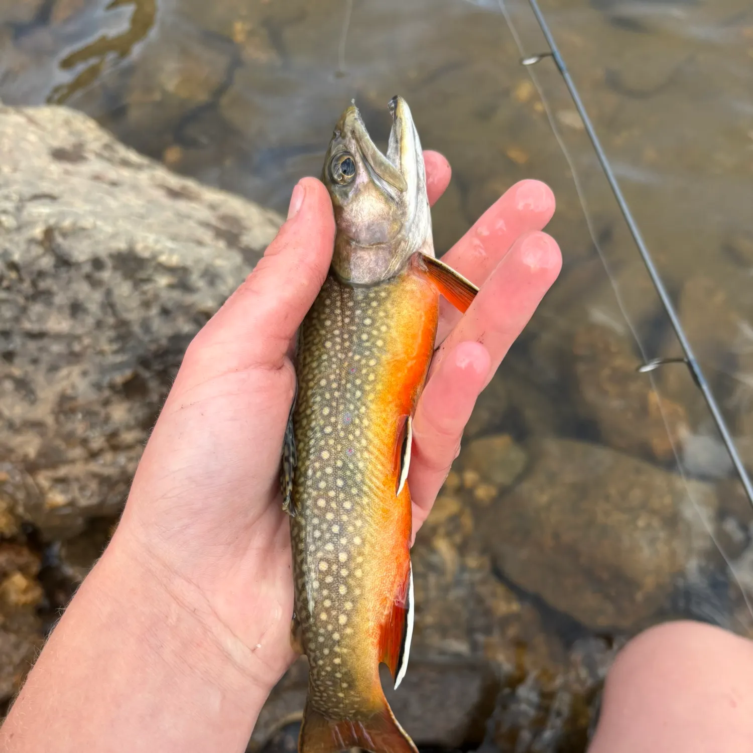 Brook trout caught on Fishbrain