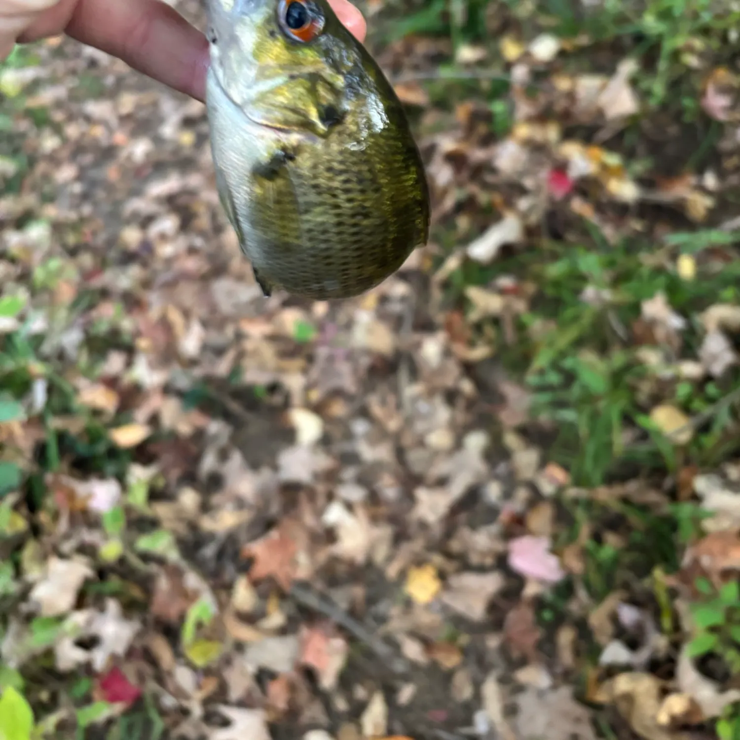 Rock bass caught on Fishbrain