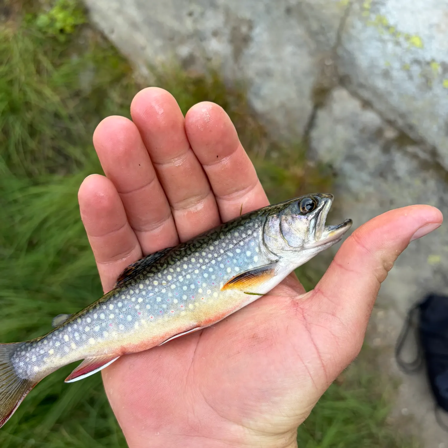 Brook trout caught on Fishbrain