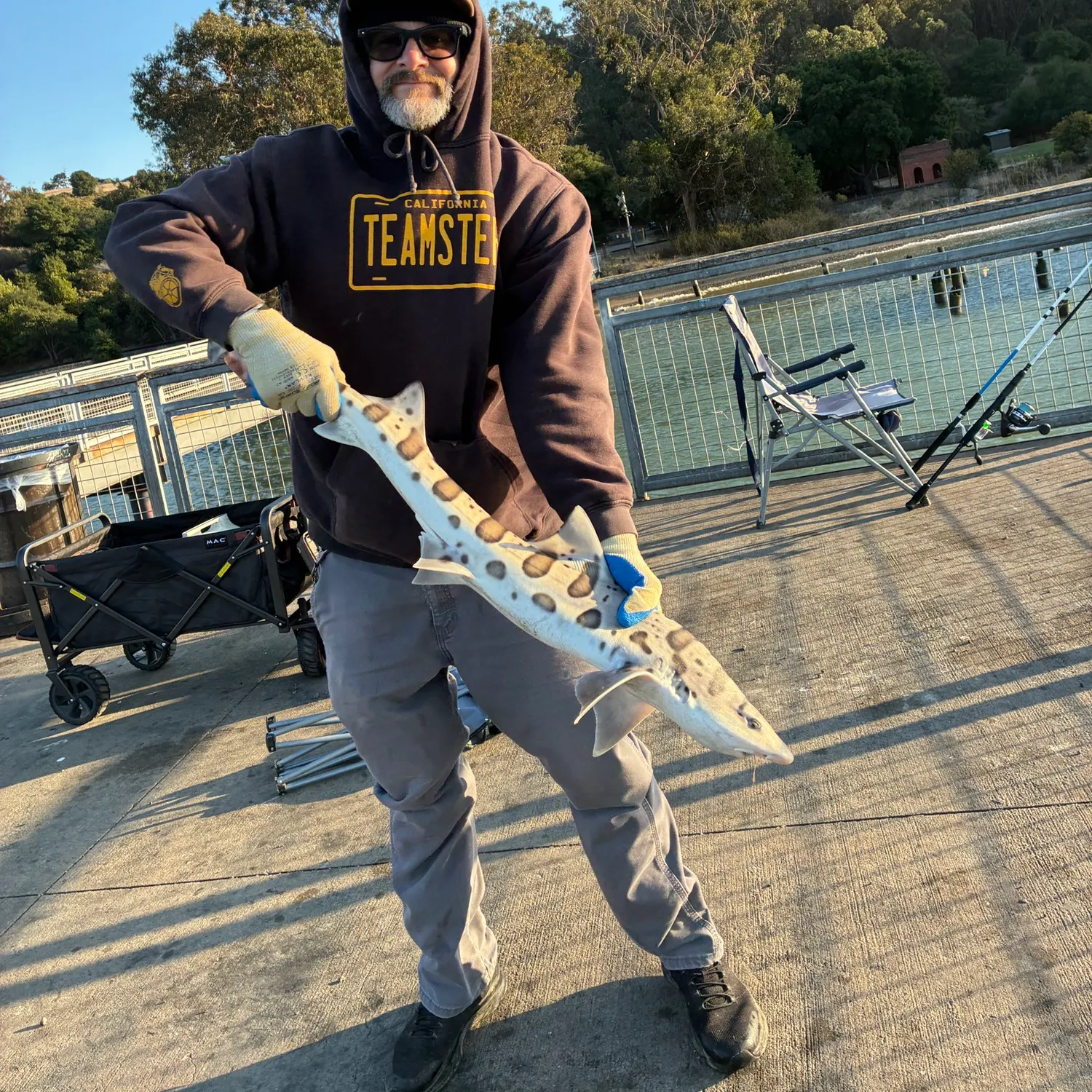 Leopard shark caught on Fishbrain