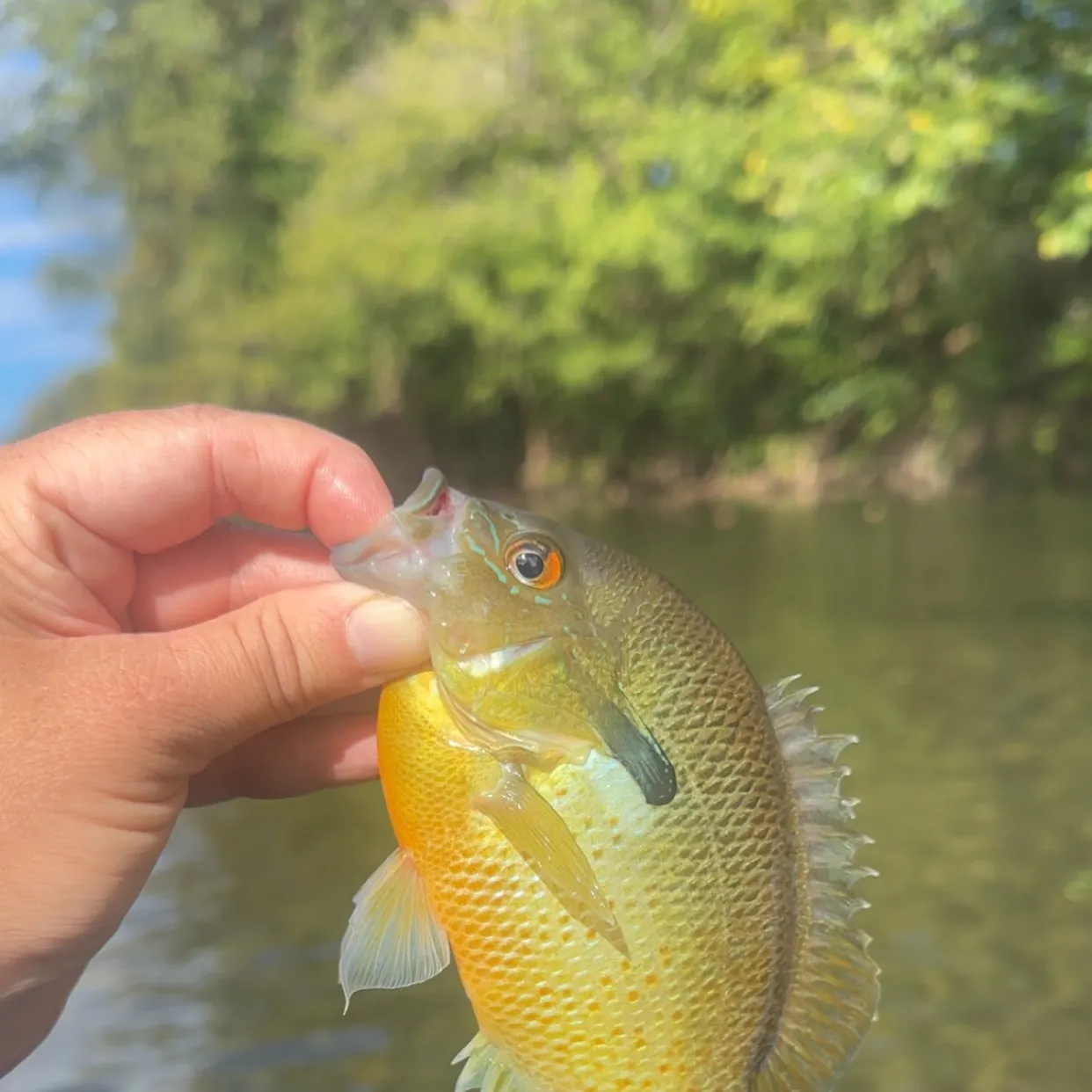 Redbreast sunfish caught on Fishbrain