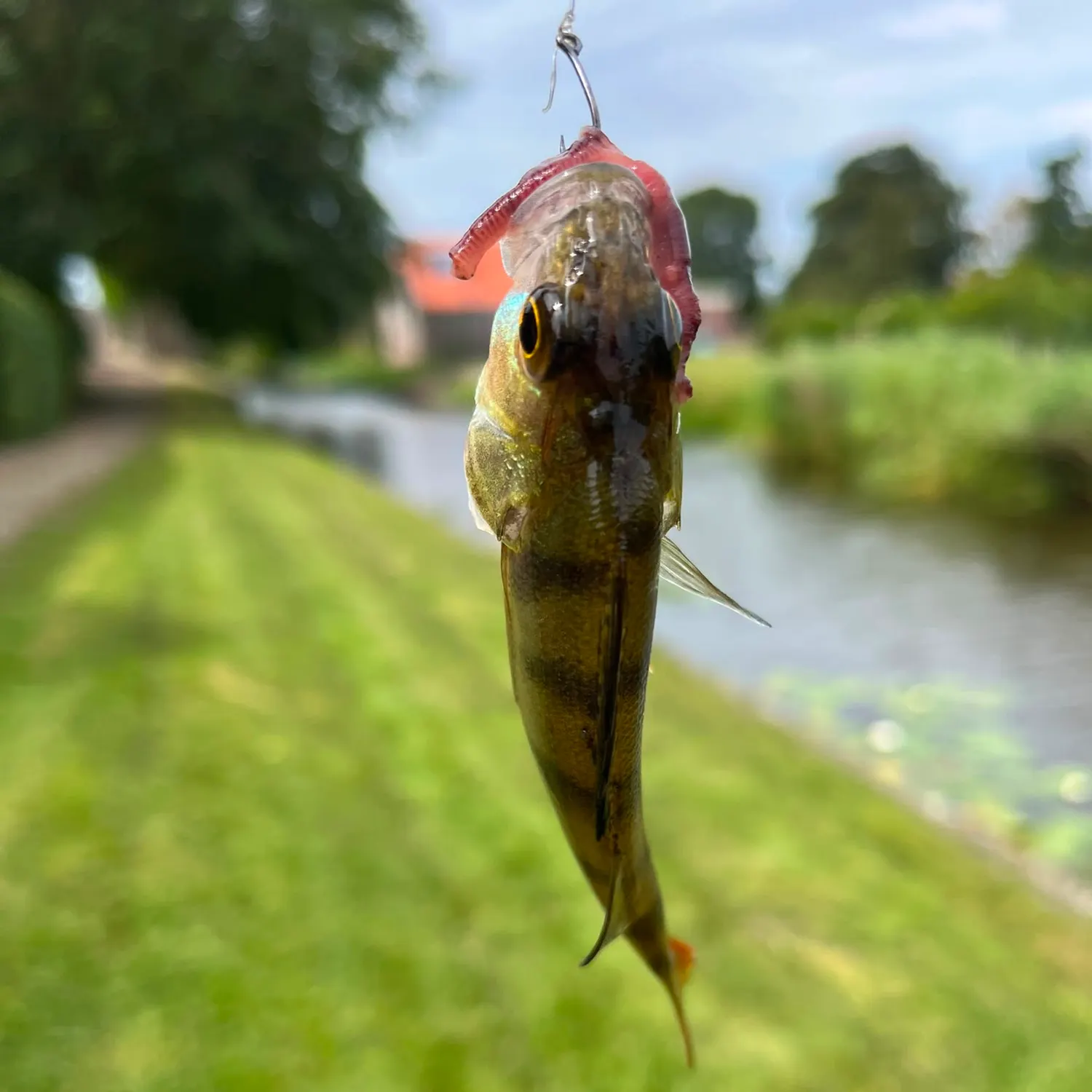 European perch caught on Fishbrain