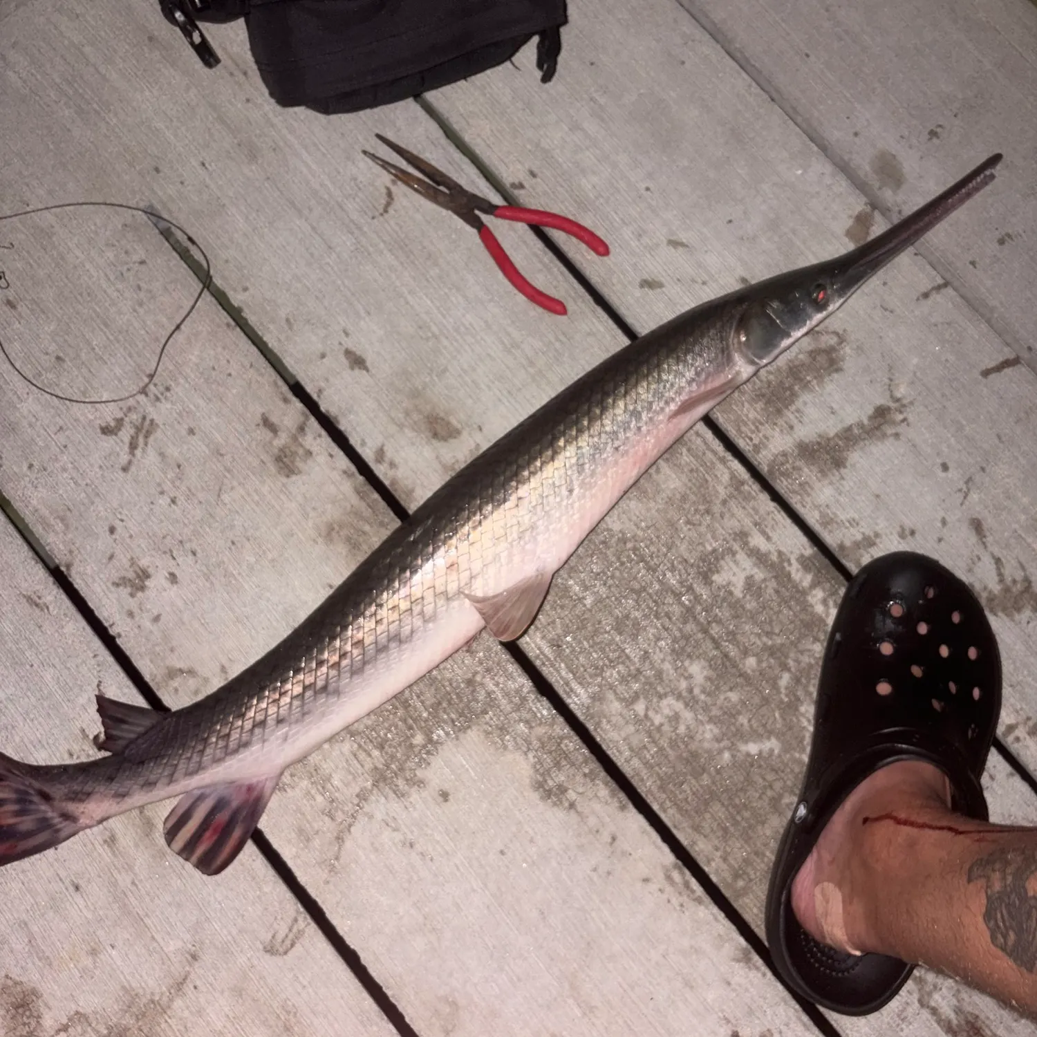 Longnose gar caught on Fishbrain