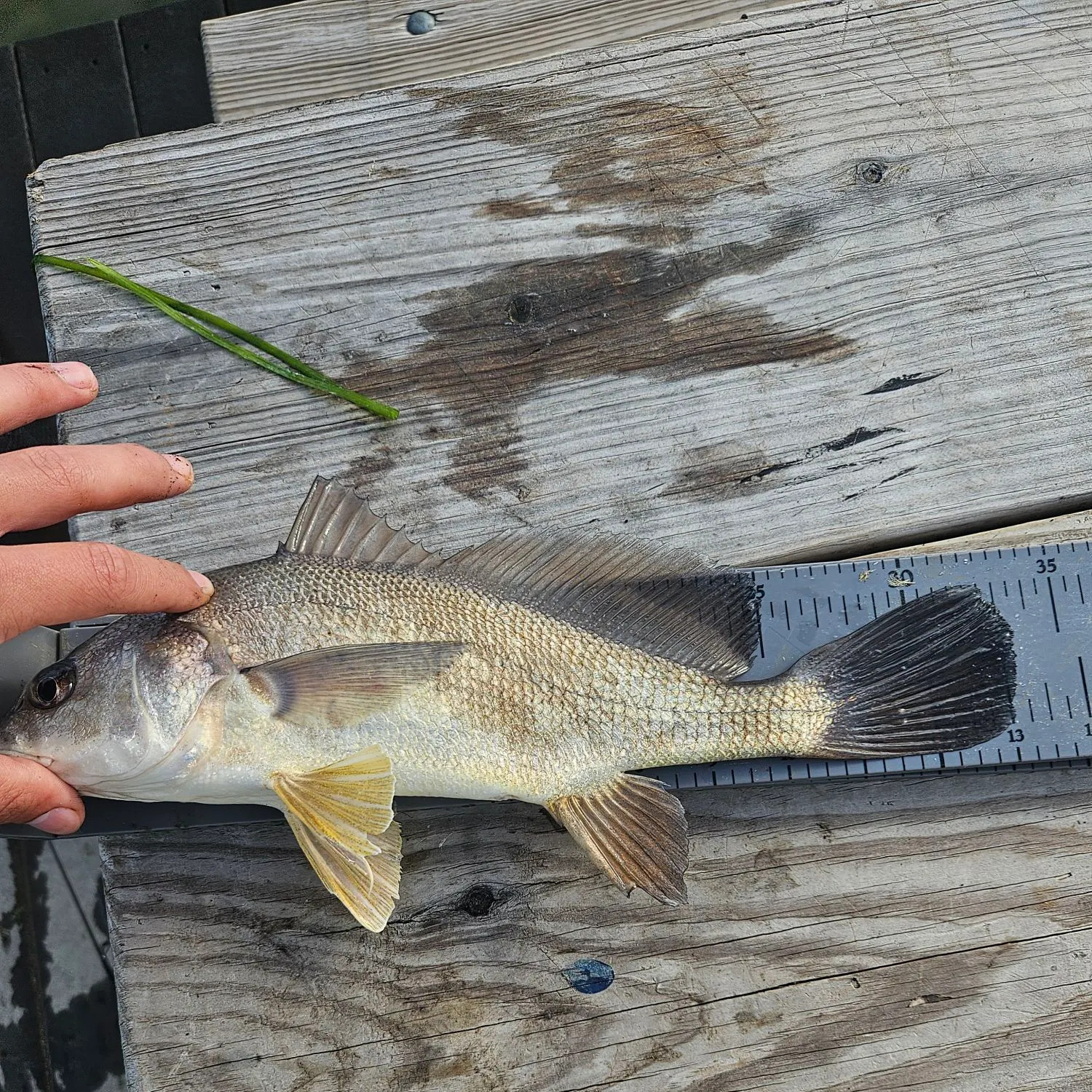 Freshwater drum caught on Fishbrain