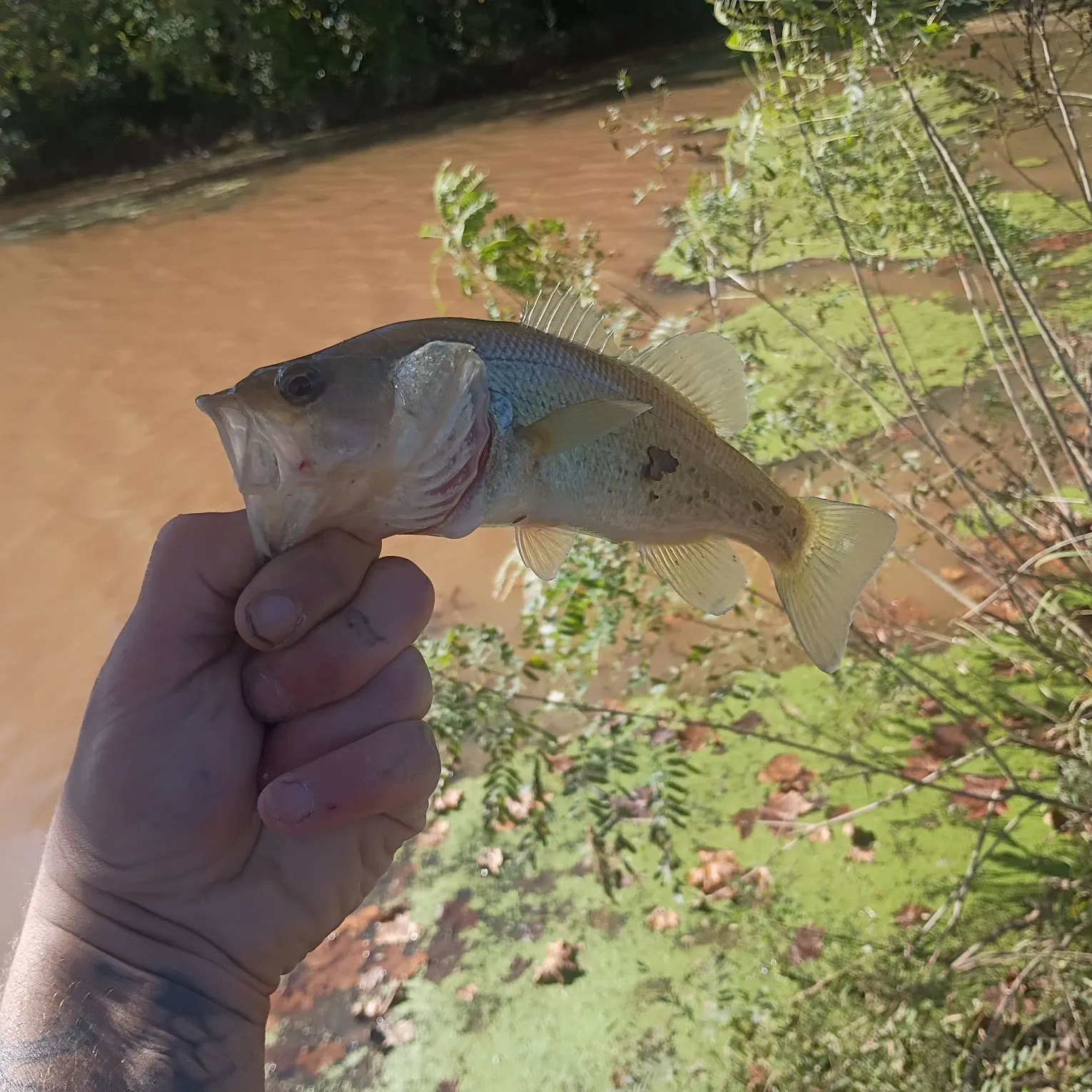 Fish caught on Fishbrain