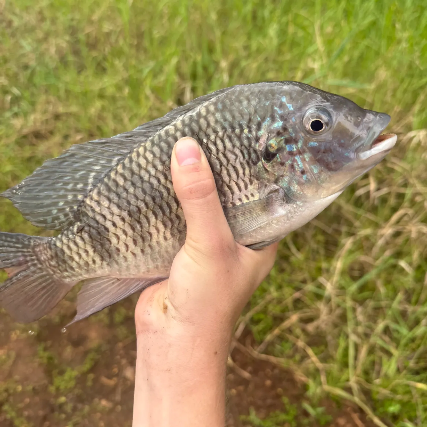 The most recent Redbreast tilapia catches on Fishbrain