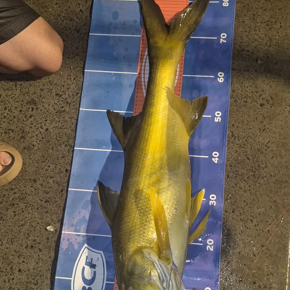 The most recent King threadfin catches on Fishbrain