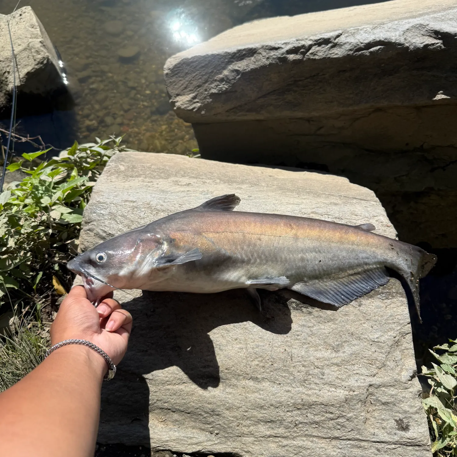 Blue catfish caught on Fishbrain