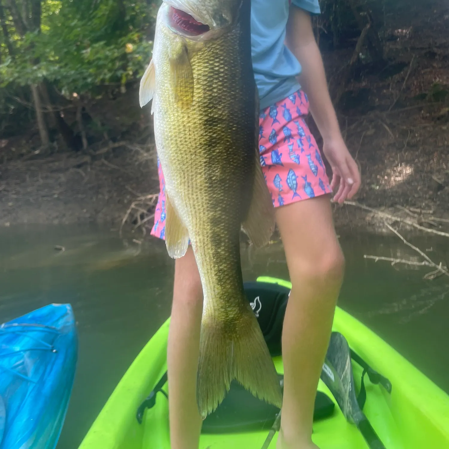 Spotted bass caught on Fishbrain