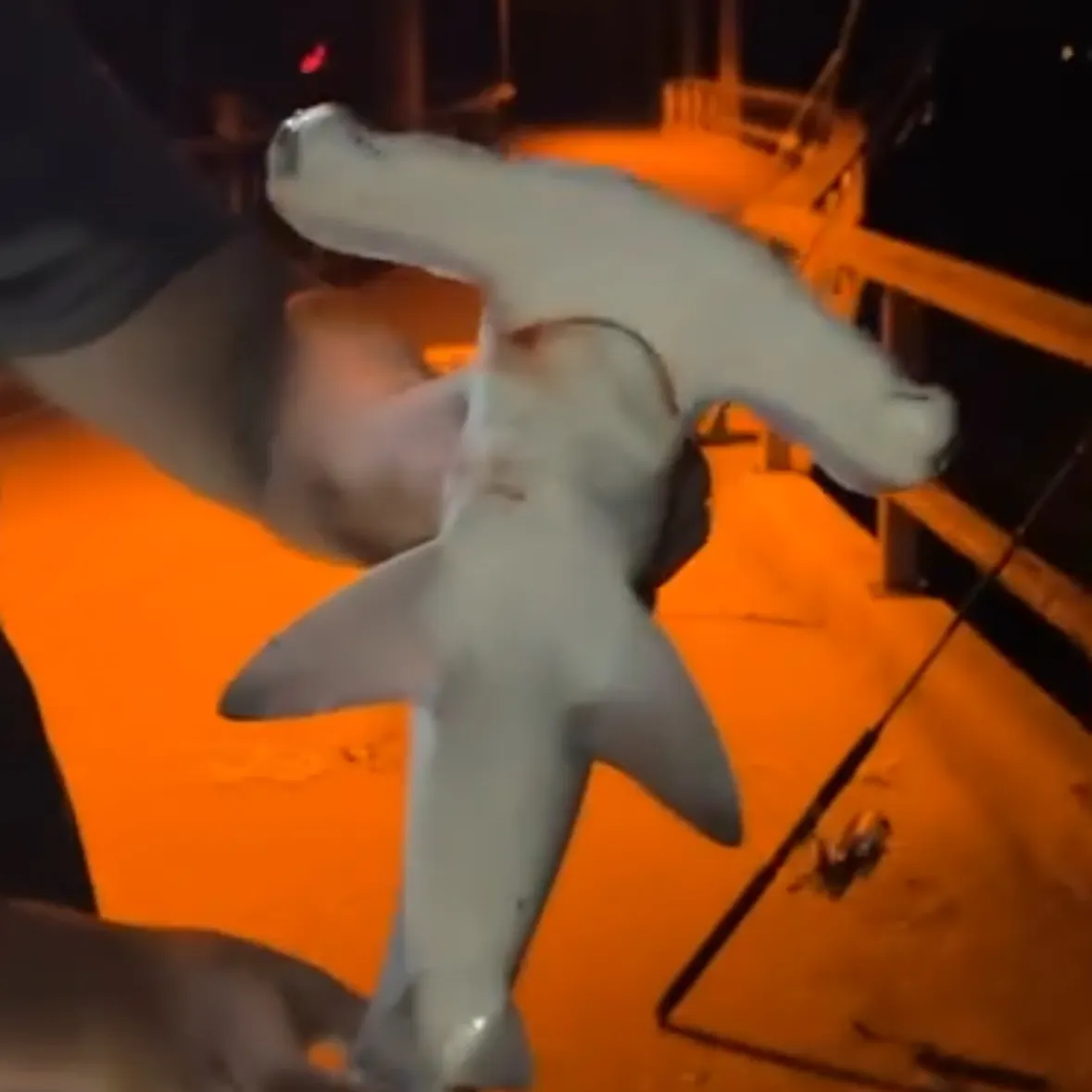 Scalloped hammerhead shark caught on Fishbrain