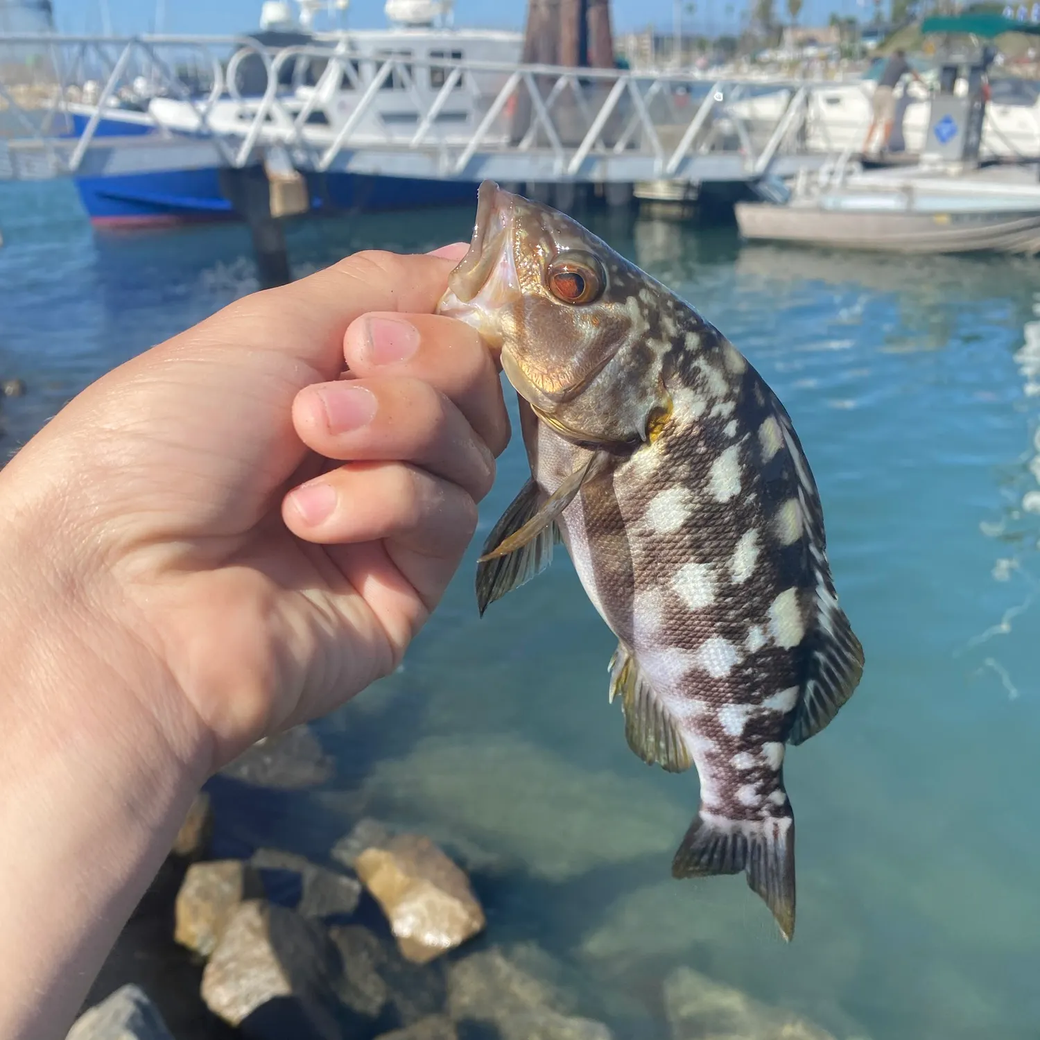Kelp bass caught on Fishbrain