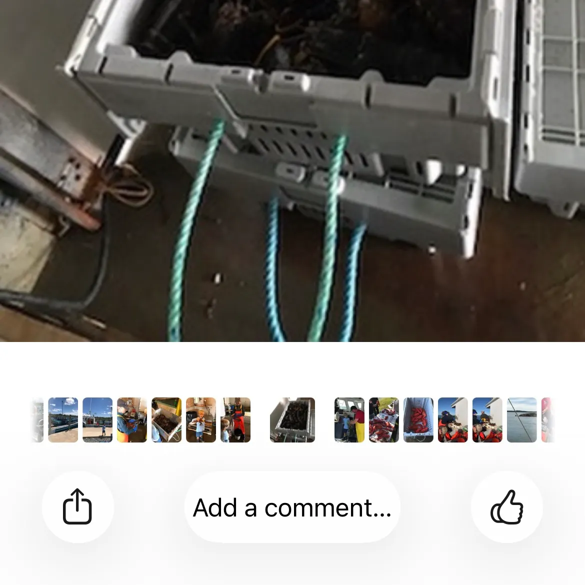 The most recent American lobster catches on Fishbrain