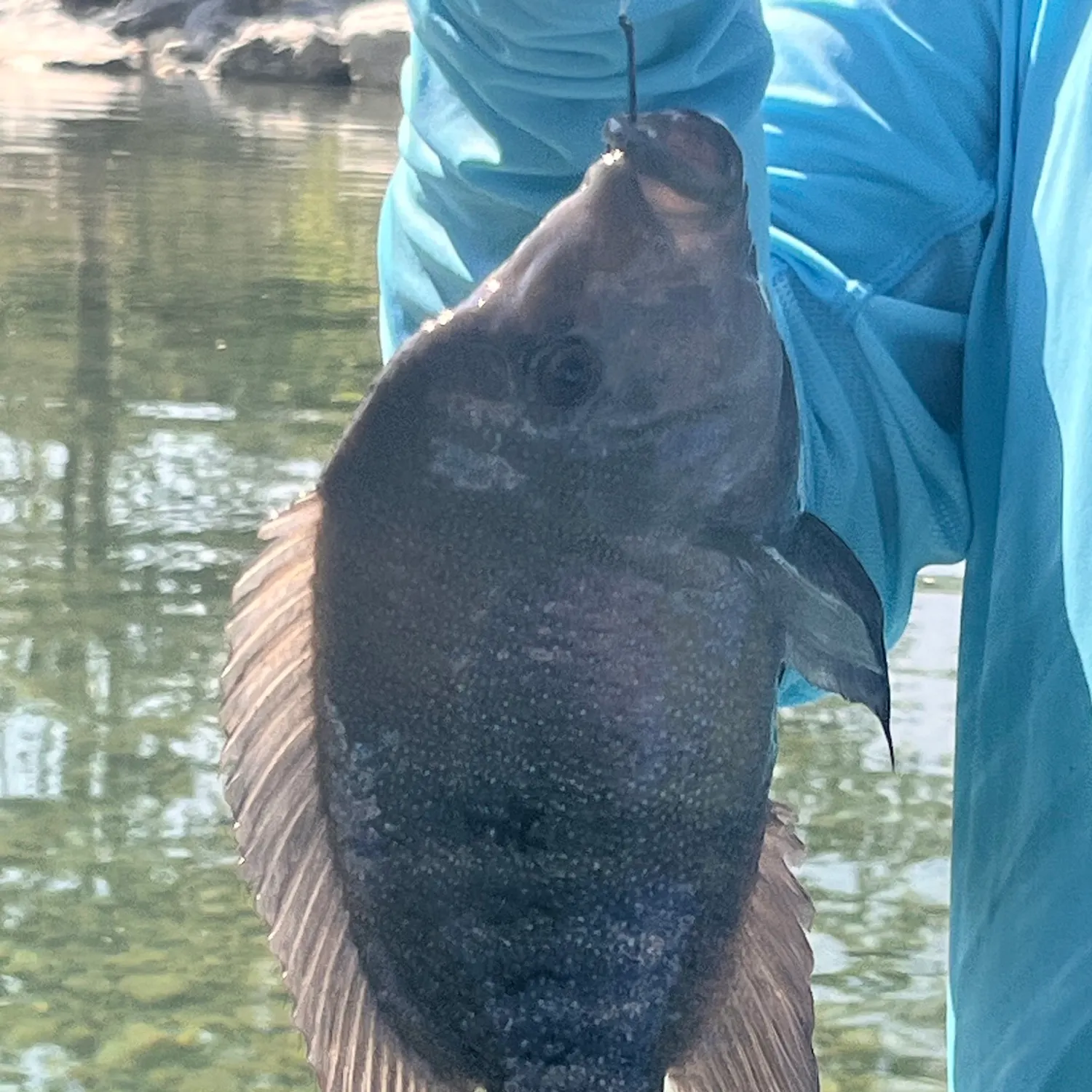 Rio Grande cichlid caught on Fishbrain