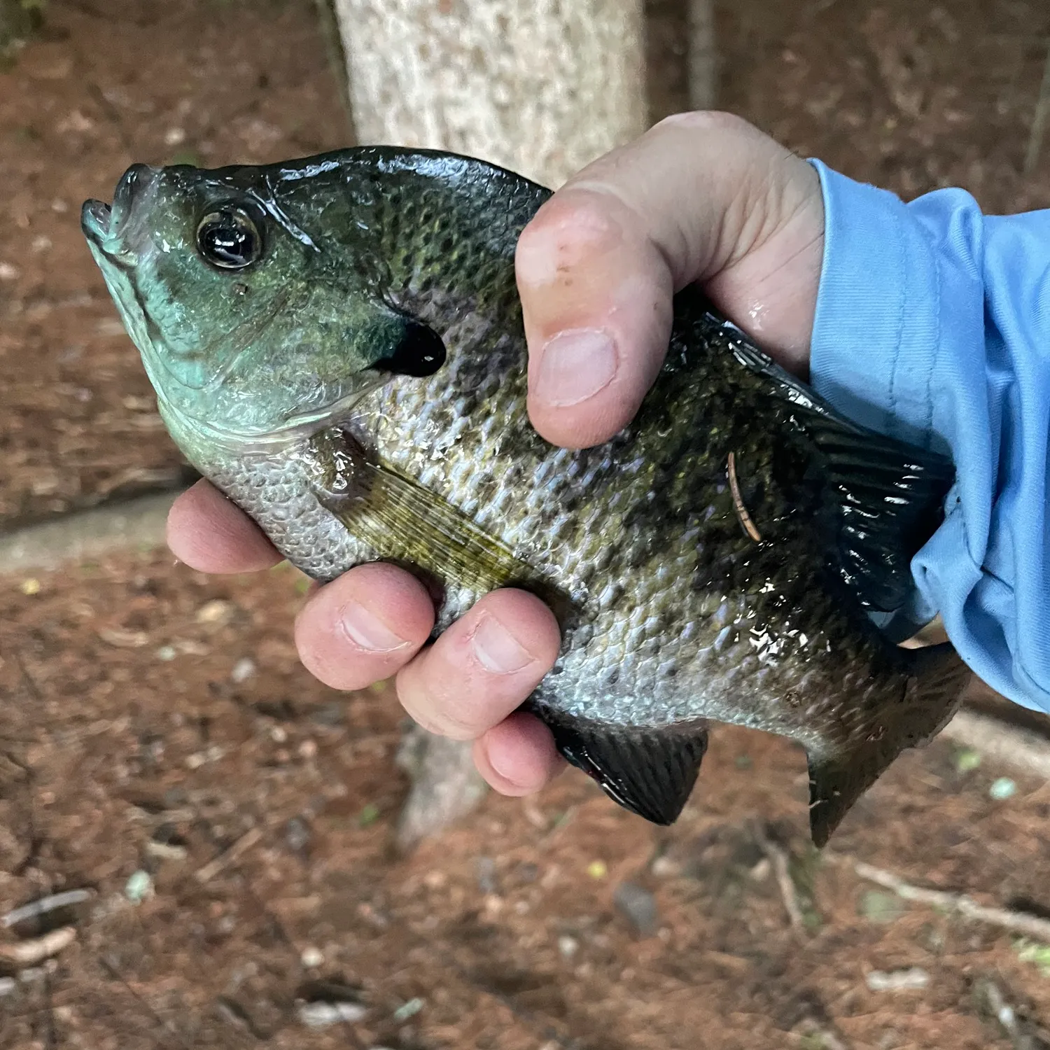 Bluegill caught on Fishbrain