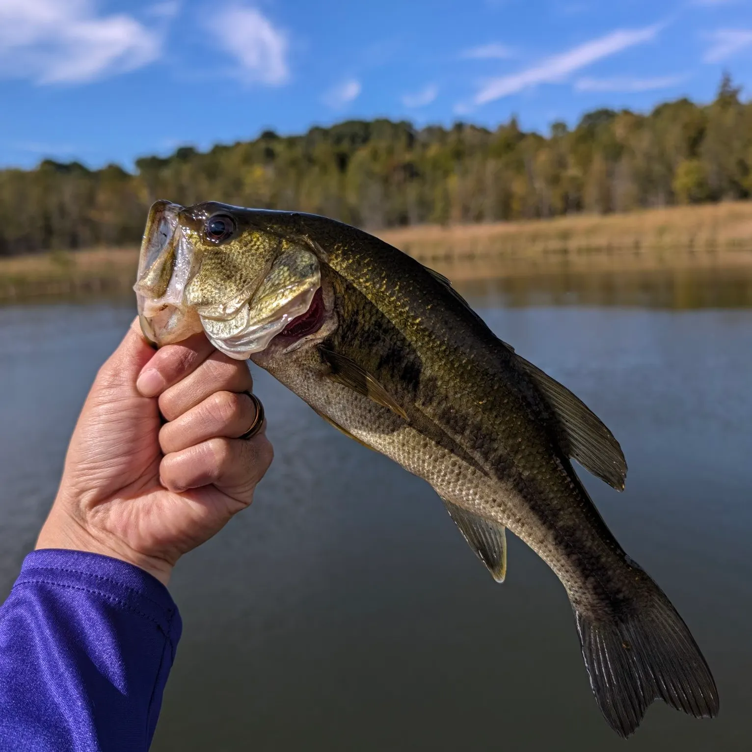 Largemouth bass caught on Fishbrain