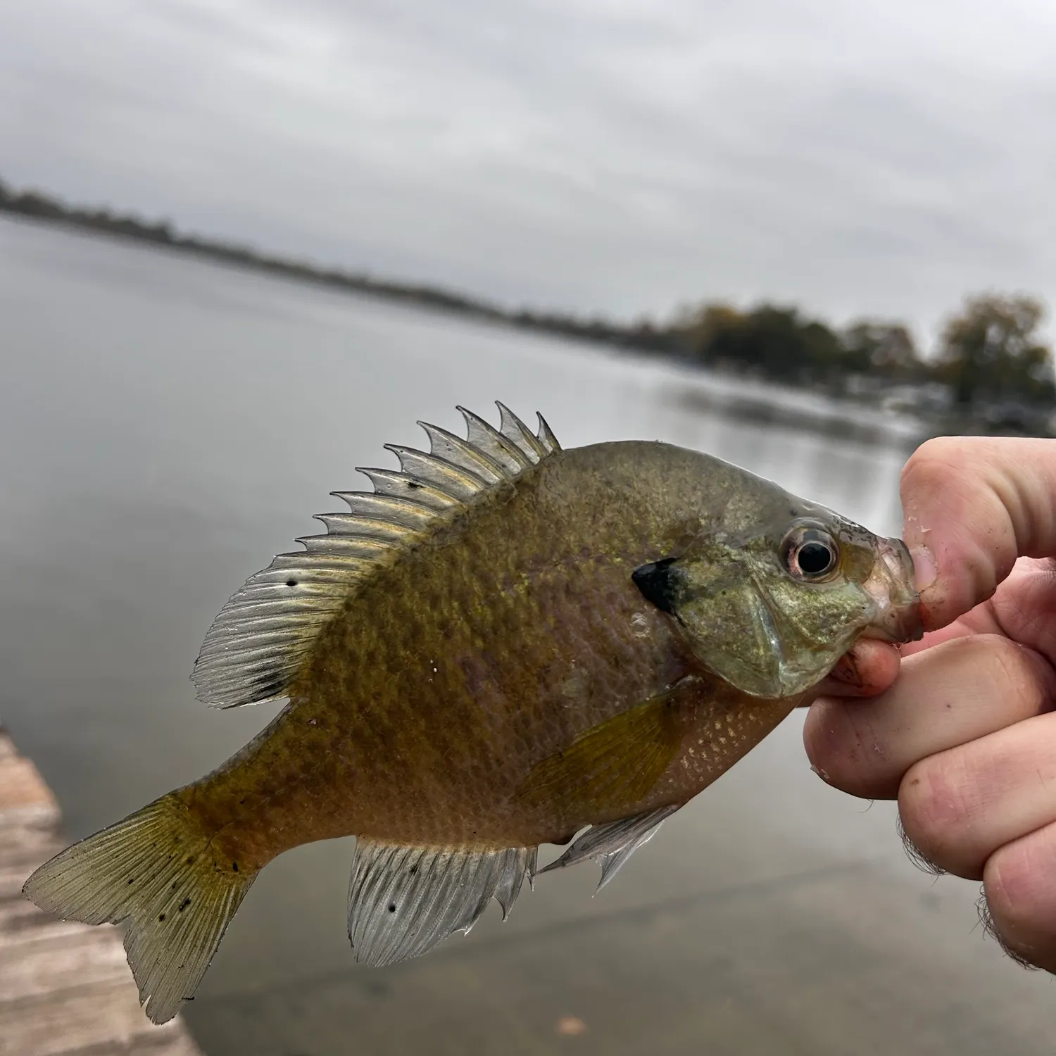 Bluegill caught on Fishbrain