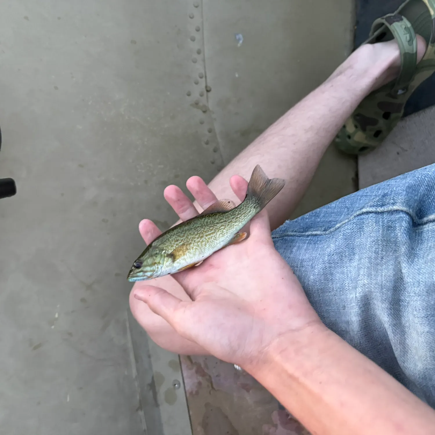 Smallmouth bass caught on Fishbrain