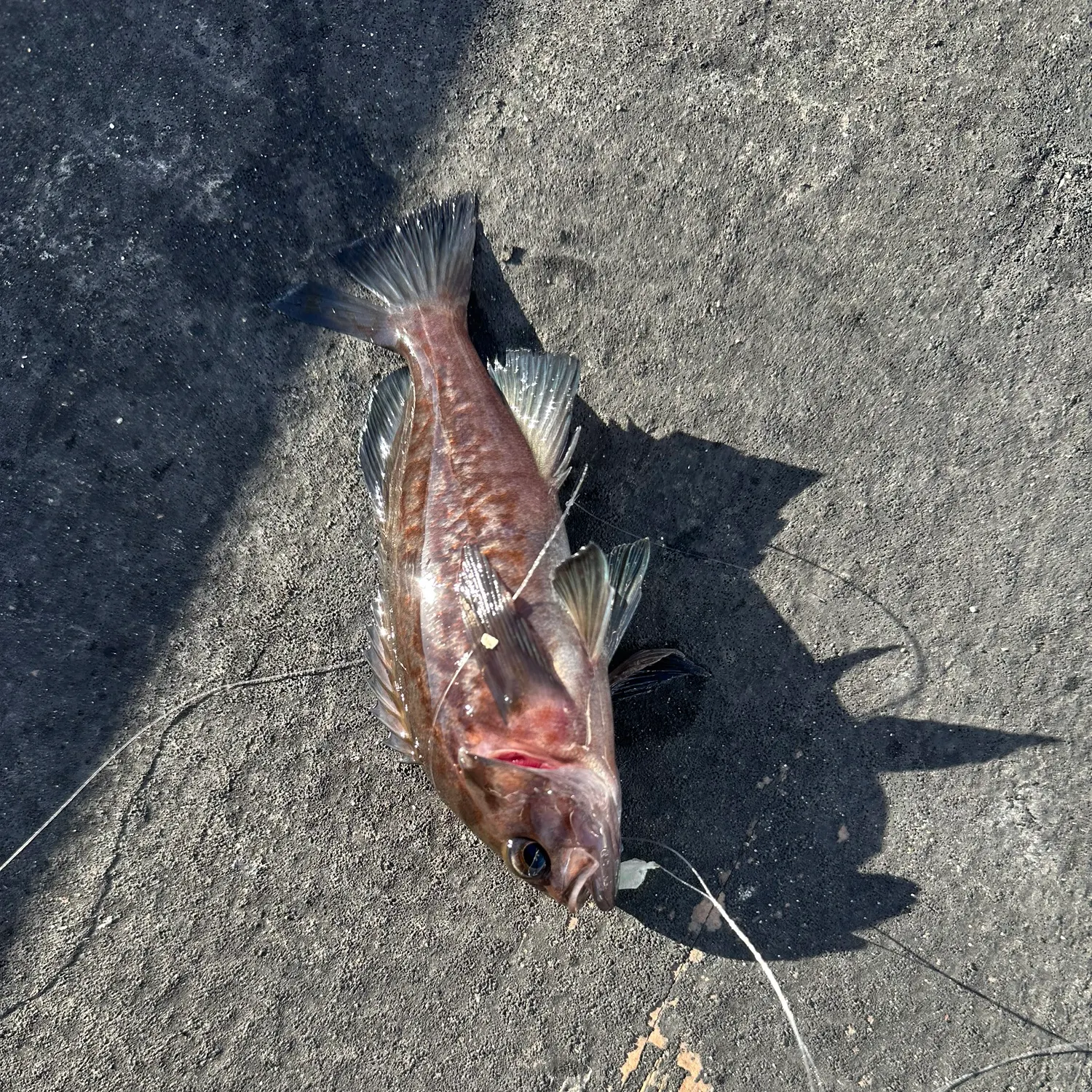 Black rockfish caught on Fishbrain