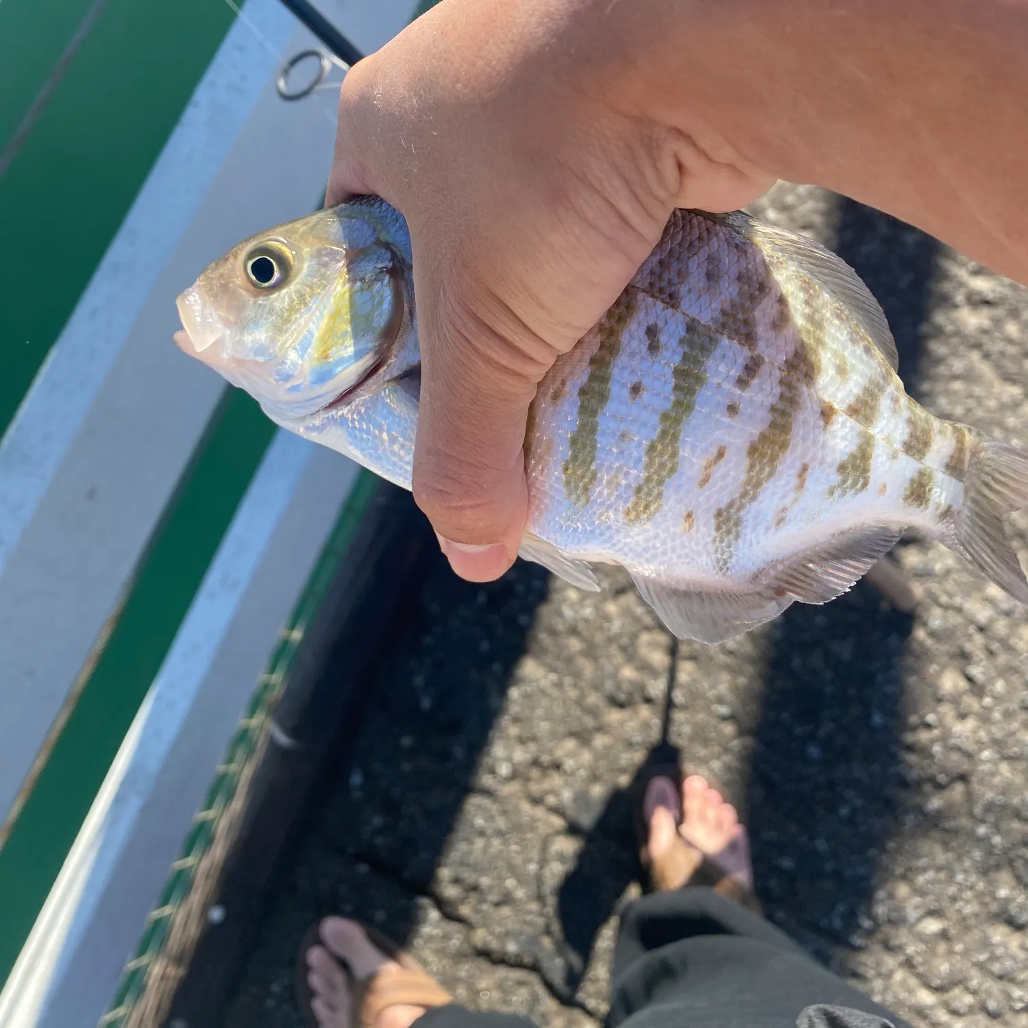 Barred surfperch caught on Fishbrain