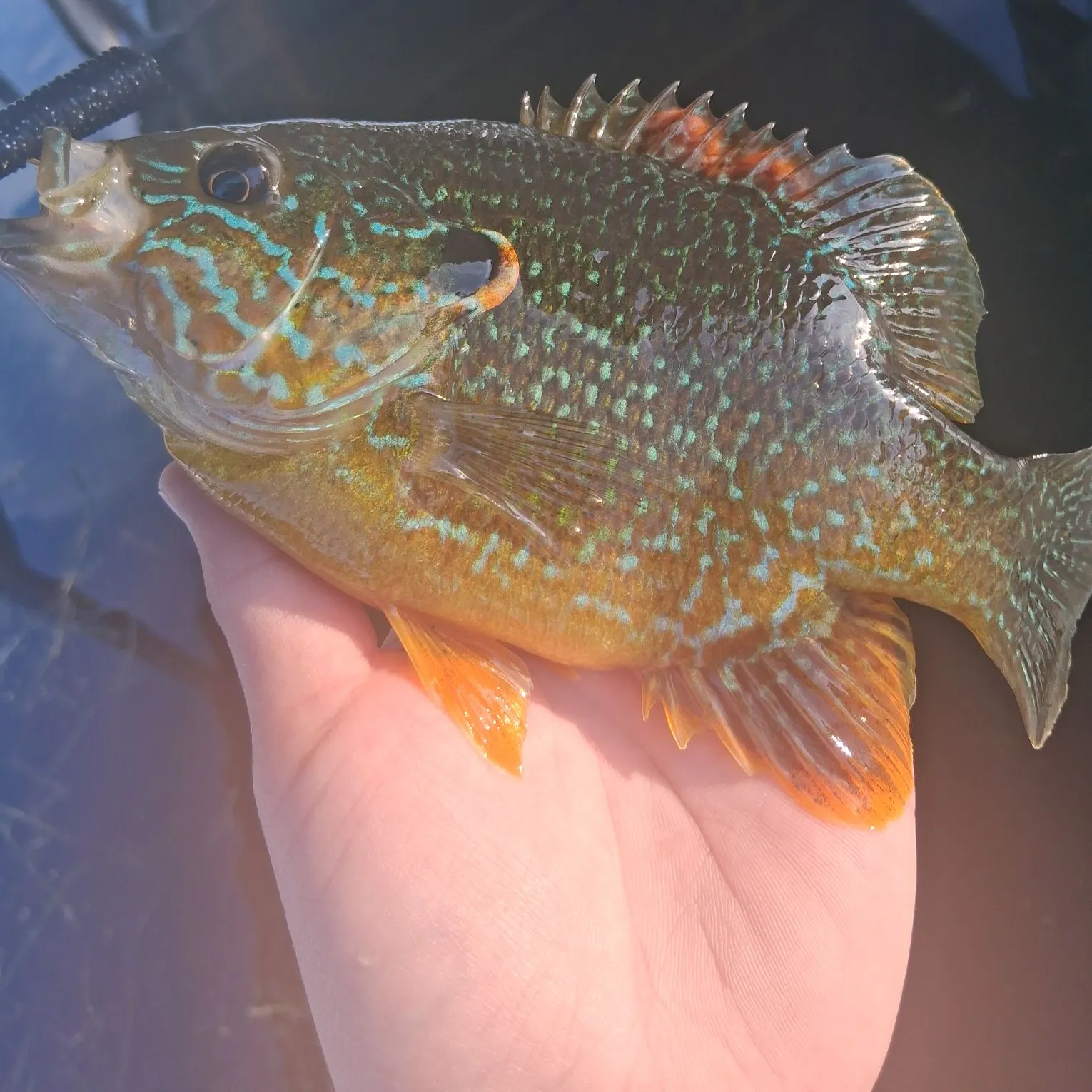 Greengill hybrid caught on Fishbrain