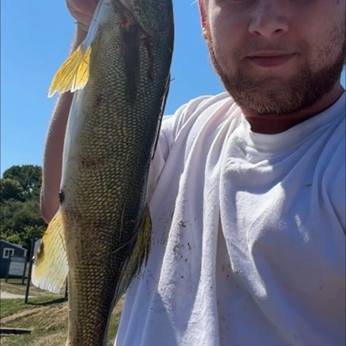 Walleye caught on Fishbrain