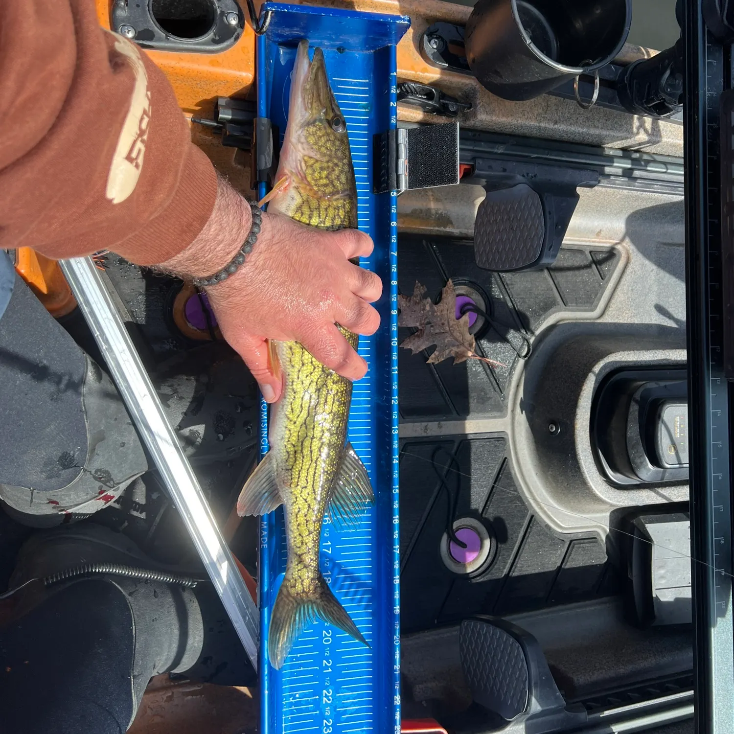 recently logged catches