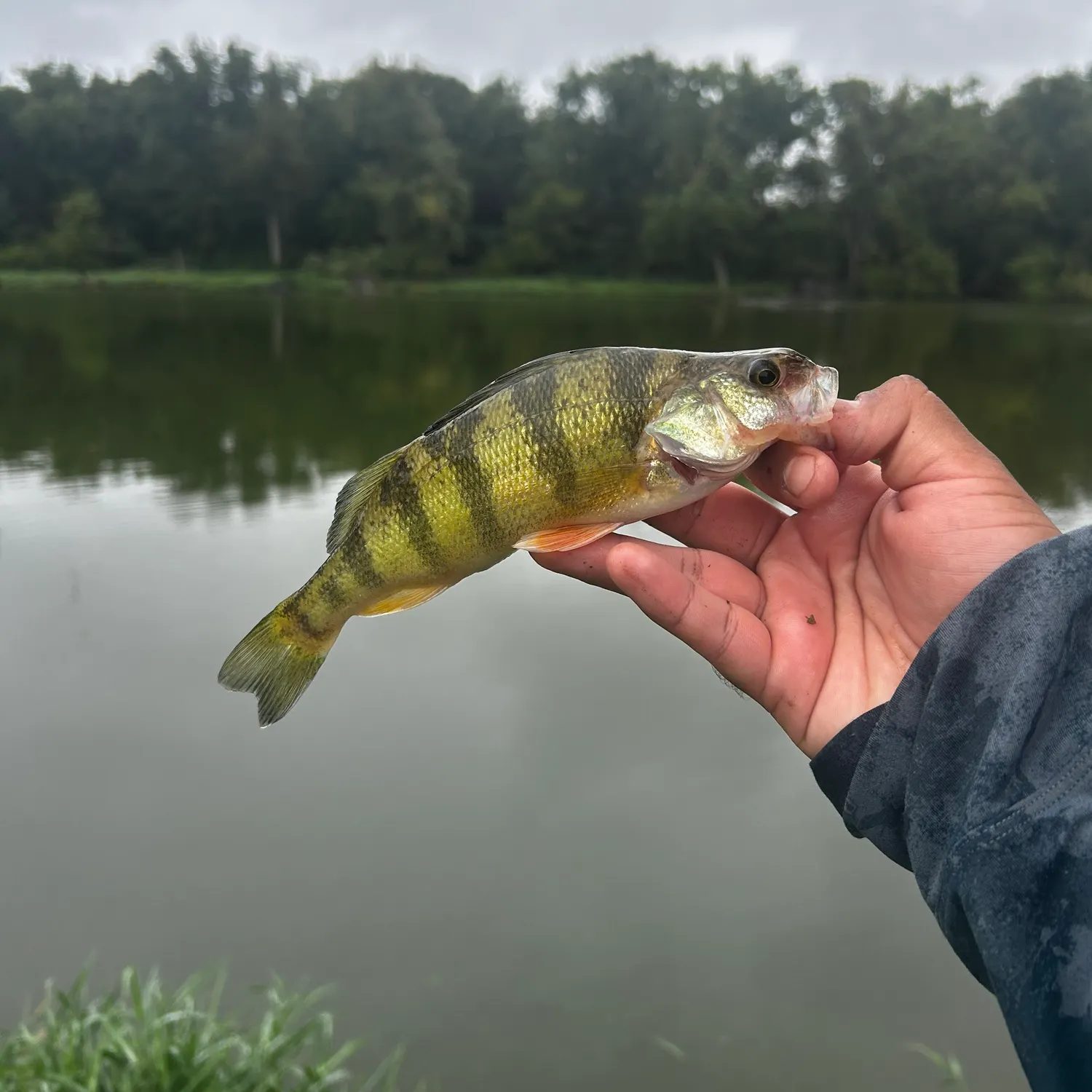 Yellow perch caught on Fishbrain