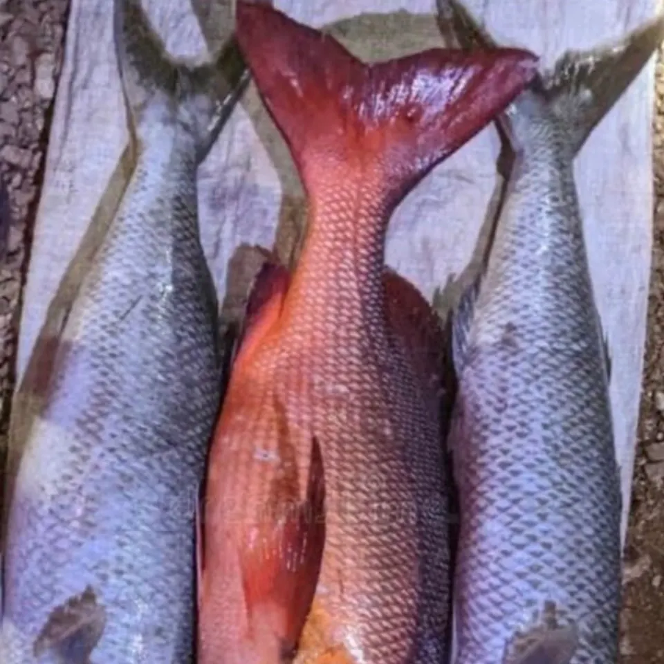 The most recent Two-spot red snapper catches on Fishbrain