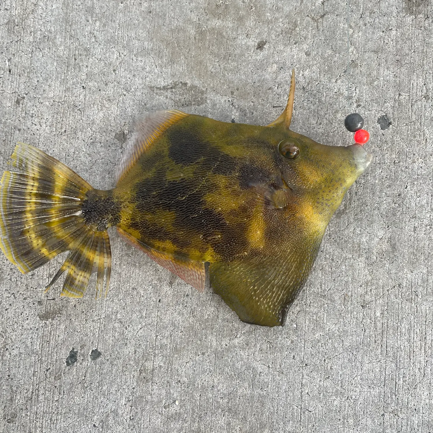 Black reef leatherjacket caught on Fishbrain