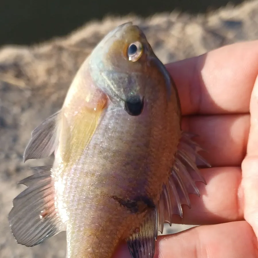 Bluegill caught on Fishbrain