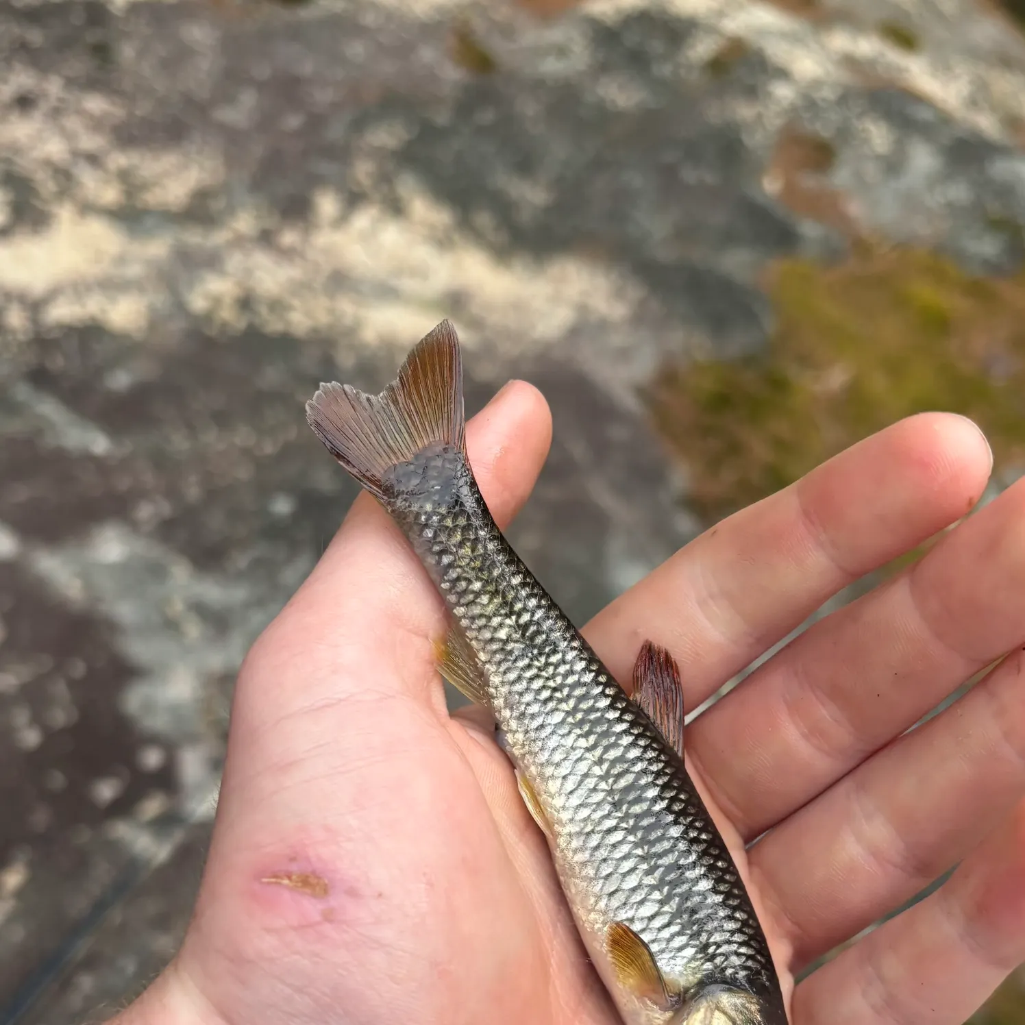 The most recent Bluehead chub catches on Fishbrain