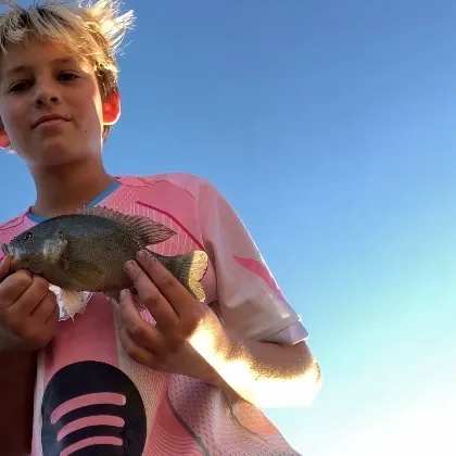 Green sunfish caught on Fishbrain
