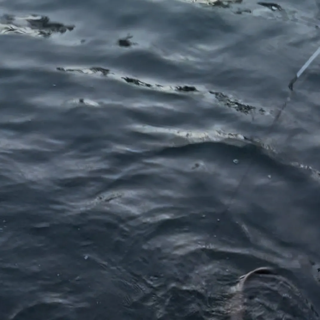 The most recent Nurse shark catches on Fishbrain