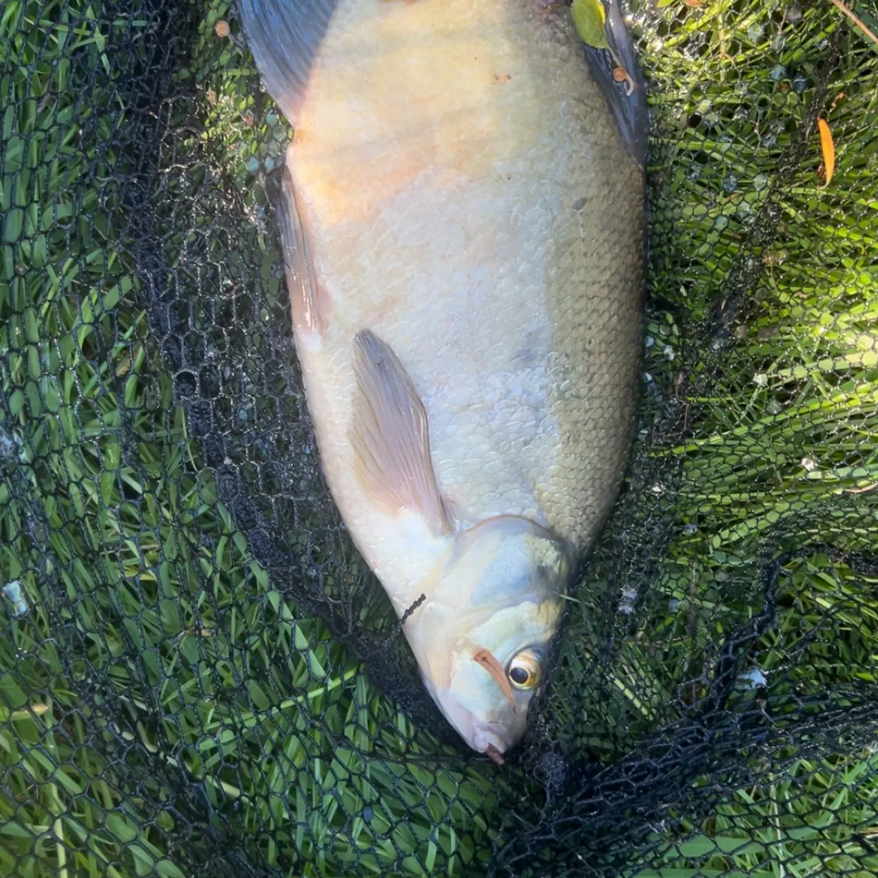 The most recent Common bream catches on Fishbrain