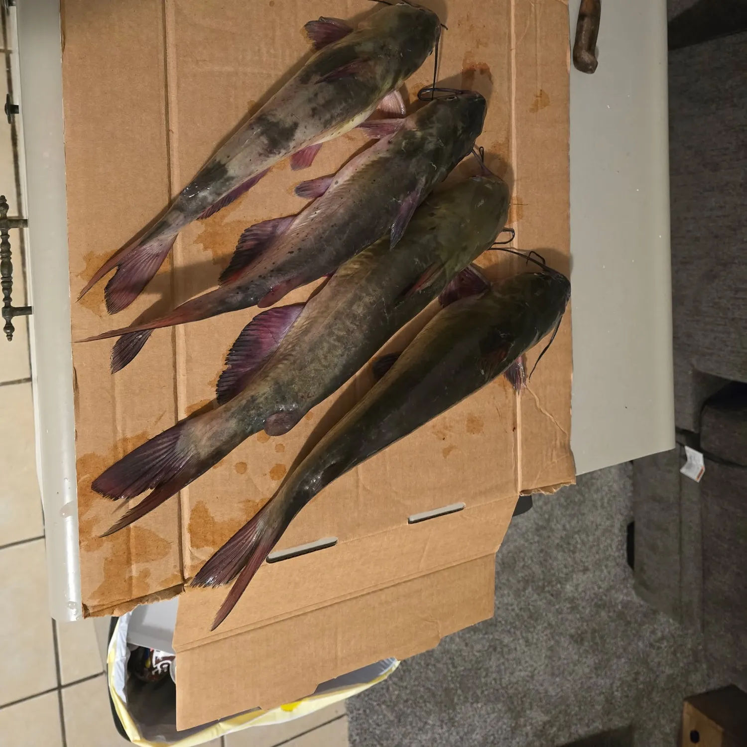 recently logged catches