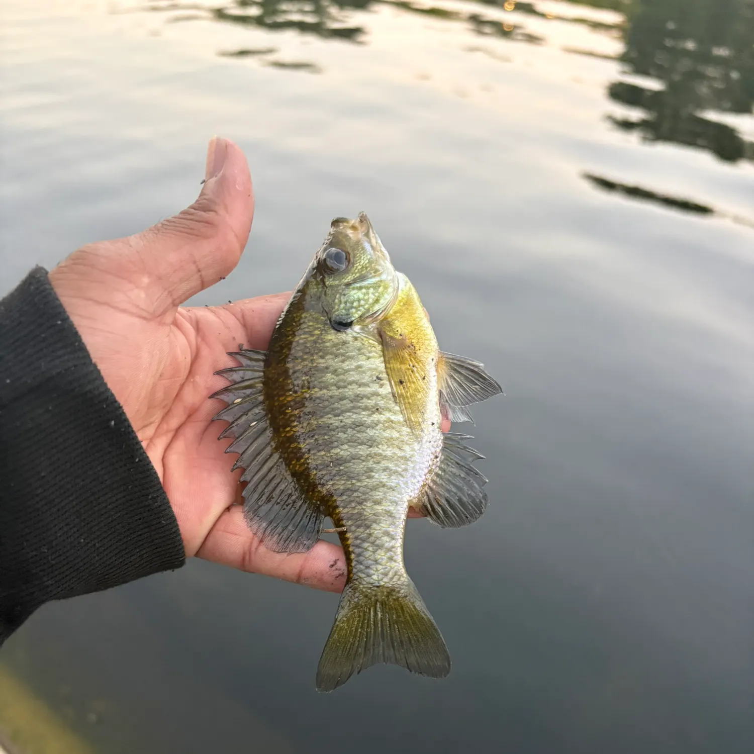 Bluegill caught on Fishbrain