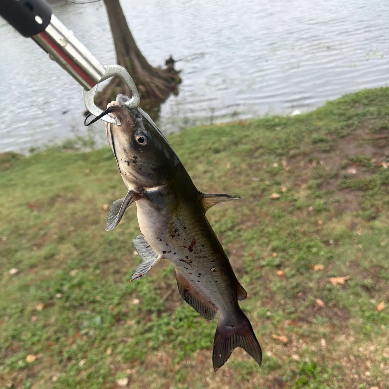 Channel catfish caught on Fishbrain