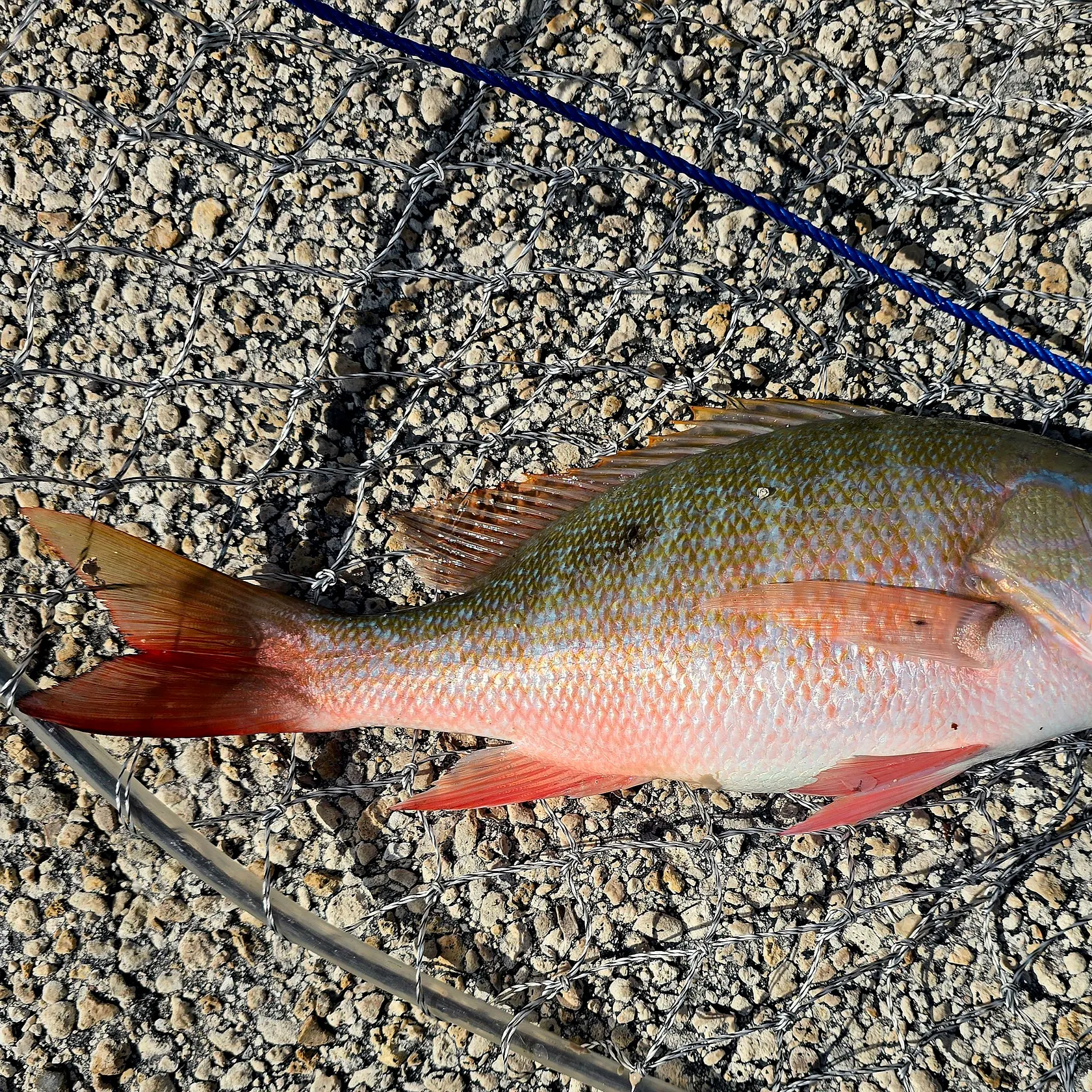 The most recent Mutton snapper catches on Fishbrain