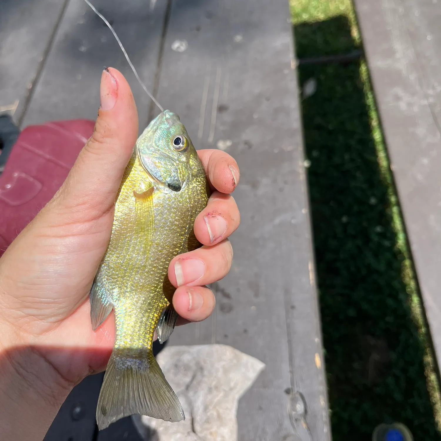 catch