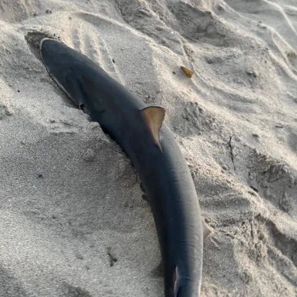 The most recent Pacific nurse shark catches on Fishbrain