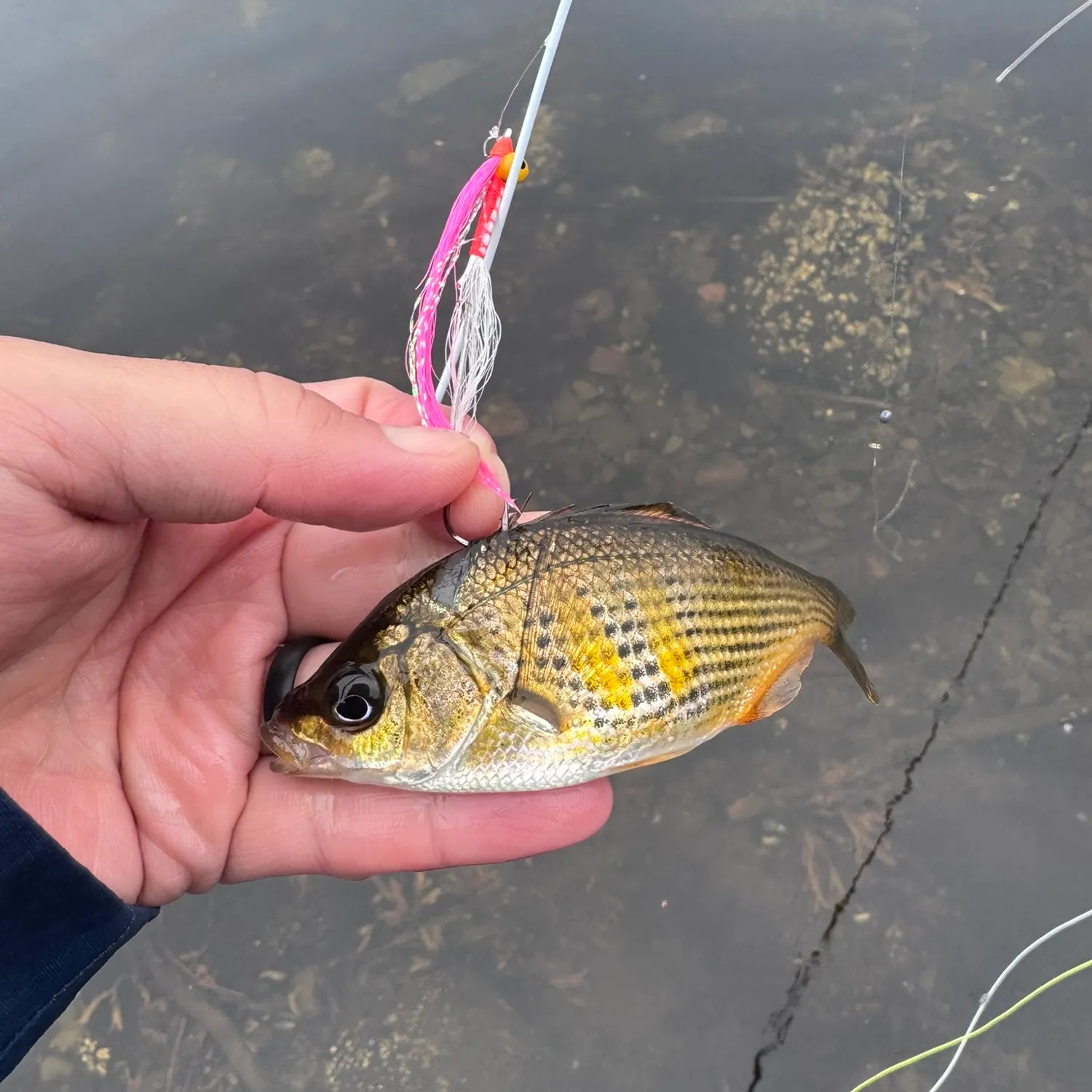 The most recent Shiner perch catches on Fishbrain