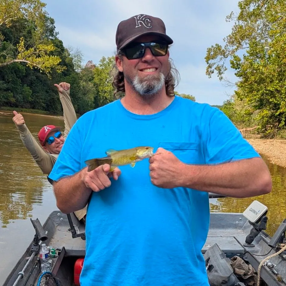 The most recent Ozark bass catches on Fishbrain