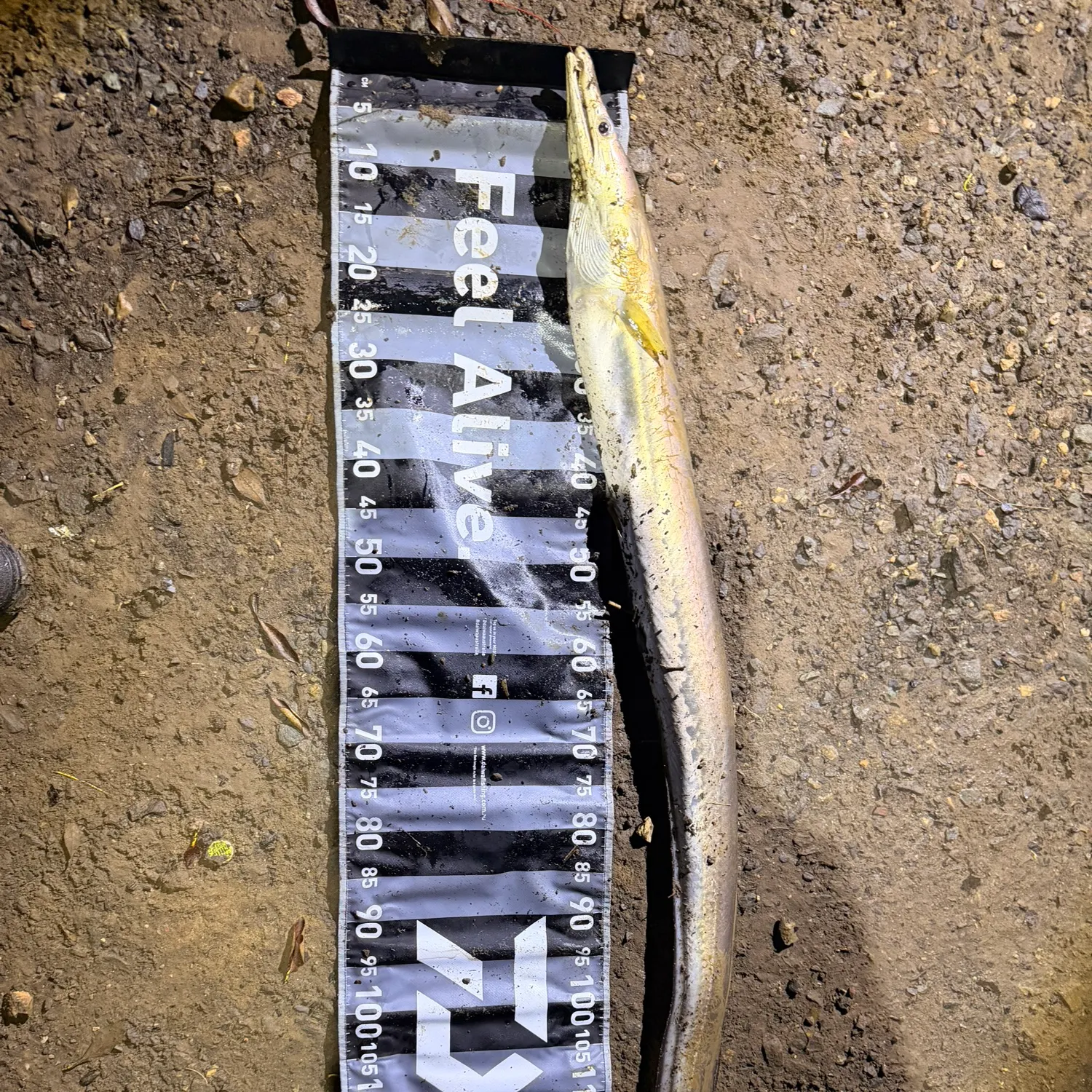 The most recent Common pike conger catches on Fishbrain