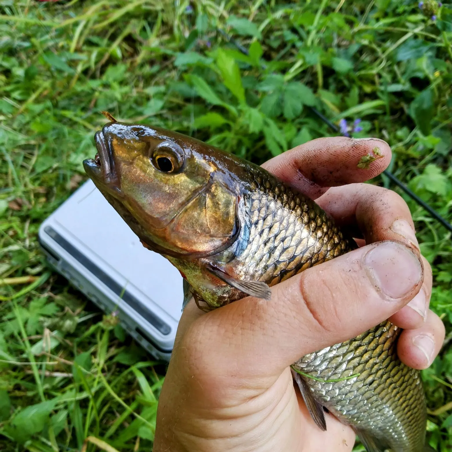 The most recent Fallfish catches on Fishbrain