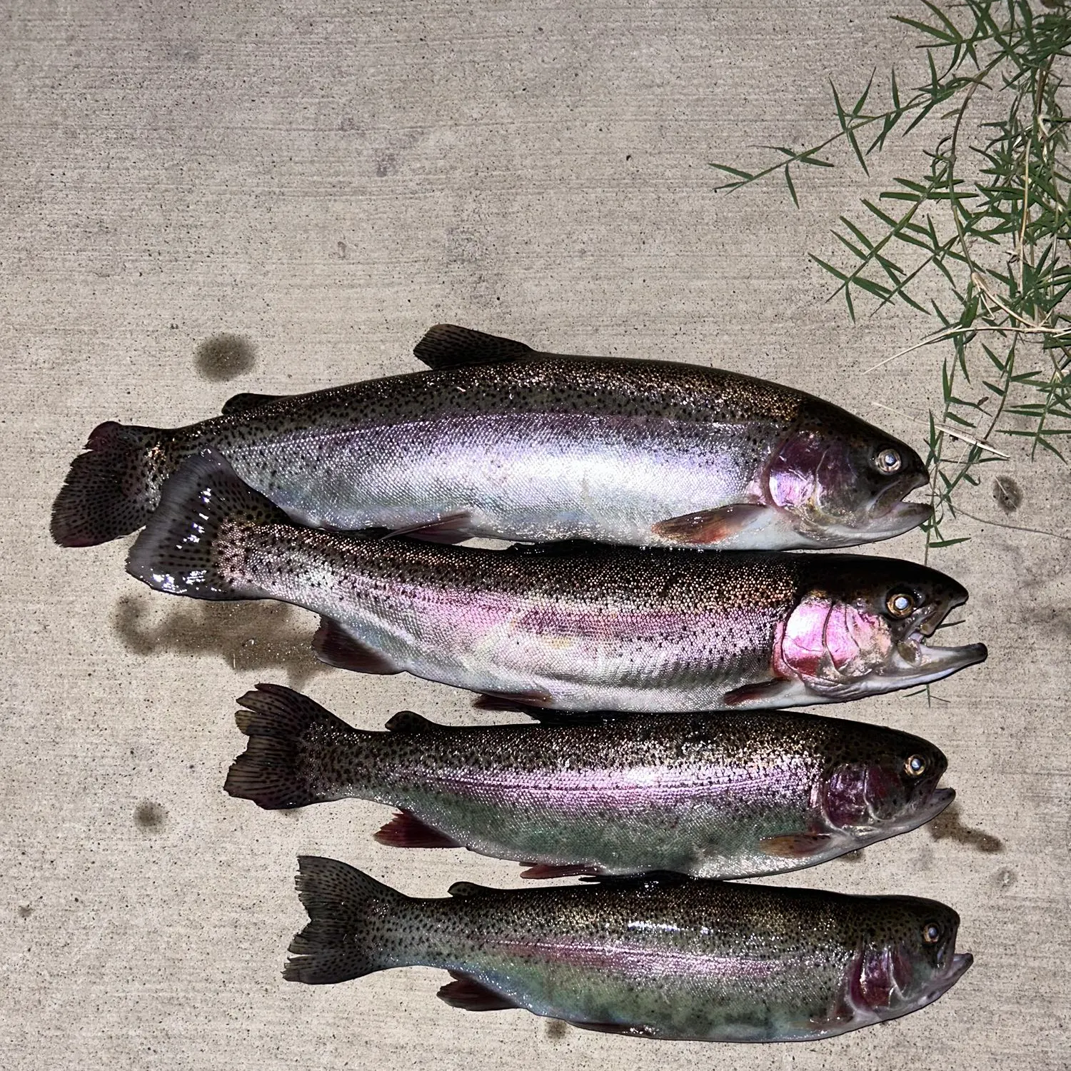 recently logged catches