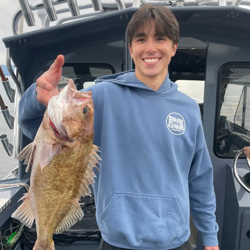 The most recent Yellowtail rockfish catches on Fishbrain