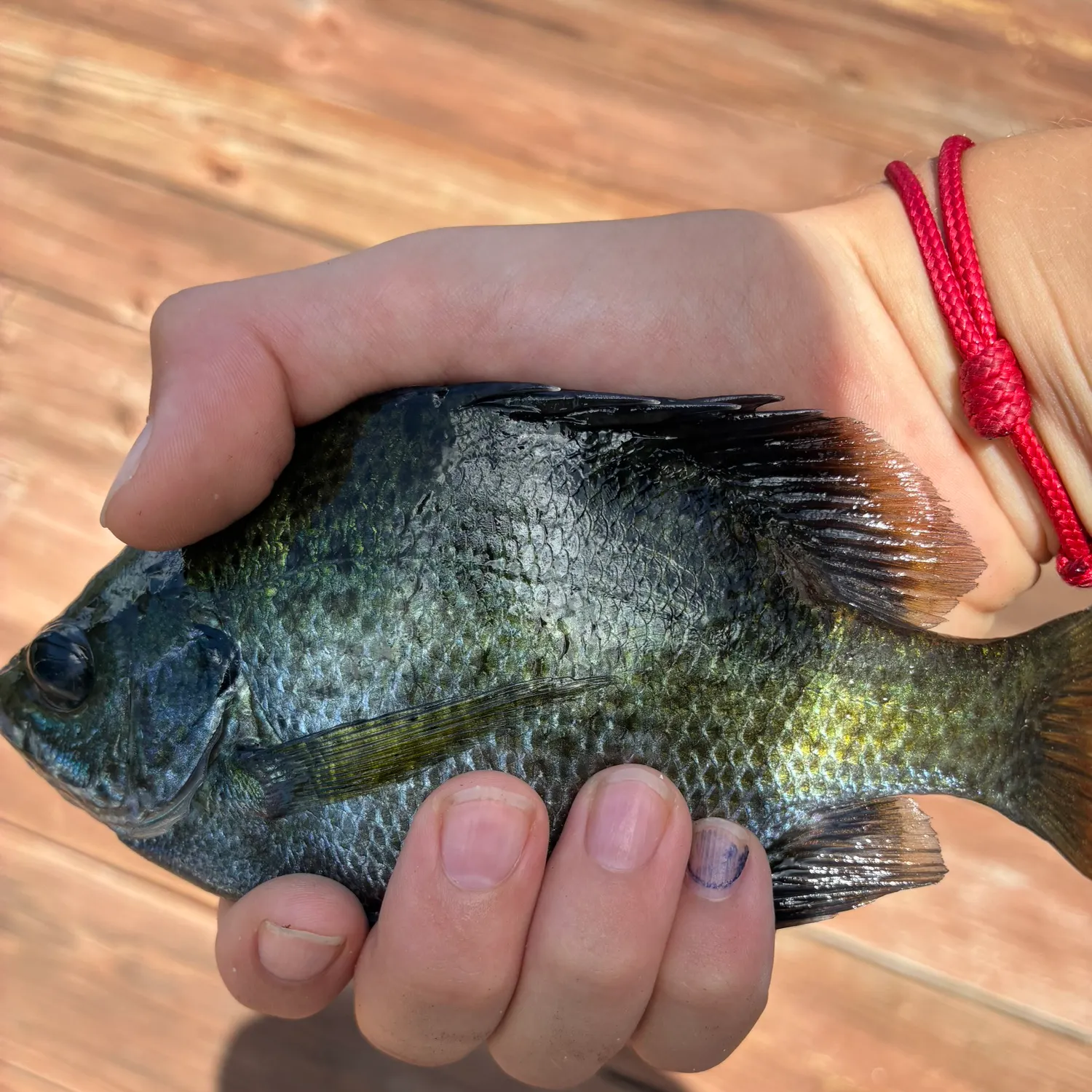 Bluegill caught on Fishbrain