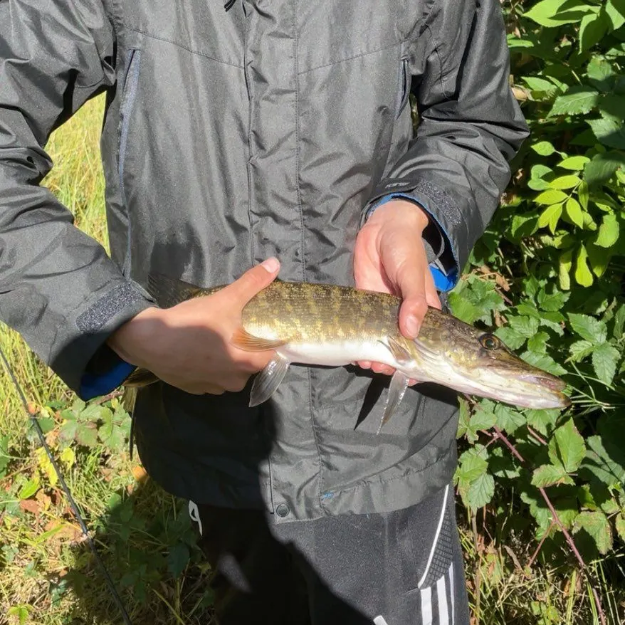 Northern pike caught on Fishbrain