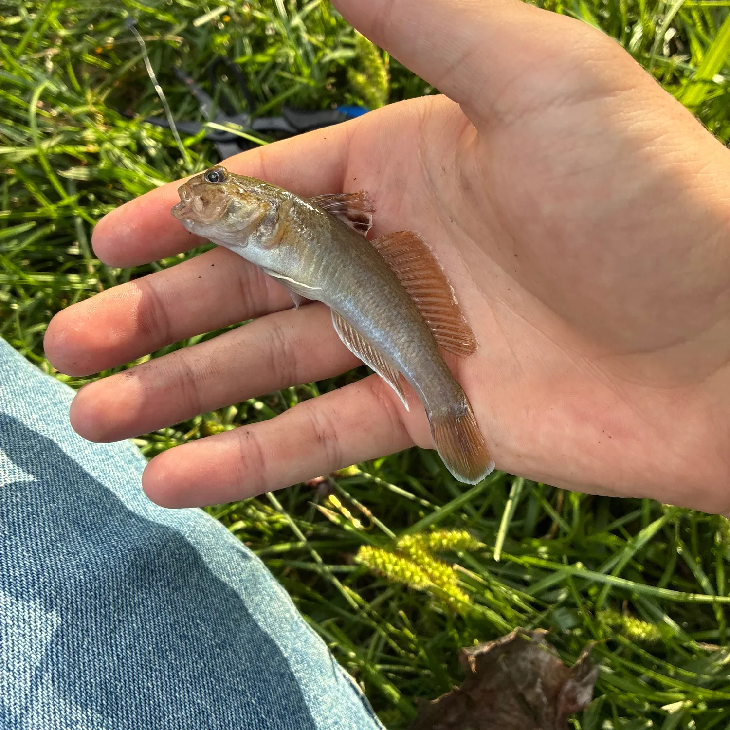 Round goby caught on Fishbrain